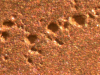High magnification view of pitting on copper tube